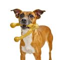 Pet-Qwerks-Wish-BarkBone-For-Aggressive-Chewers-Made-in-USA-0-4.jpg